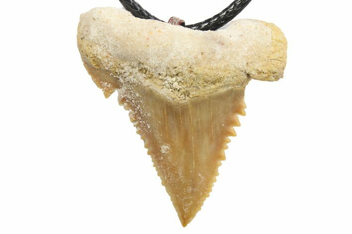 Serrated, Fossil Paleocarcharodon Shark Tooth Necklace #273593